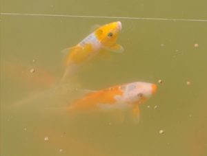 380_aya_and_shiro_fish