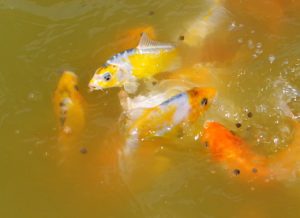 380_blueandyellowtypes