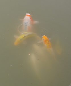 380_great_fish