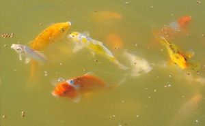 380_lightbox_fish