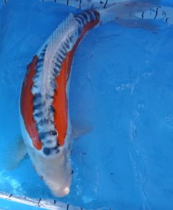 This shusui "Rosie." took first place in Size 5 Asagi/Shusui (20-24") She is one of the oyagoi who participated in the 2012 spawn. I can not be sure her DNA was successfully carried over to the F1 keepers as there were two other female shusui involved in the spawn, but it is likely that this koi and/or her sister (pictured next) were contributors. Rosie and her "Little Sister" will be used in another ki shusui spawn in 2014. 