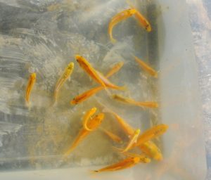 472_DSC_1510aya