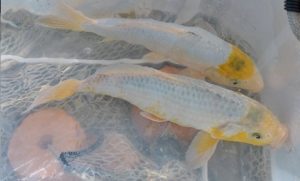 A better photo of this very sweet fish. He is the one in the front of the tub. His tubmate is also a ki asagi.