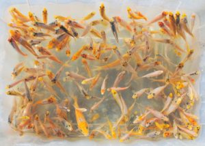 537_DSC_1468aaa