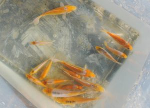 537_DSC_1507aya