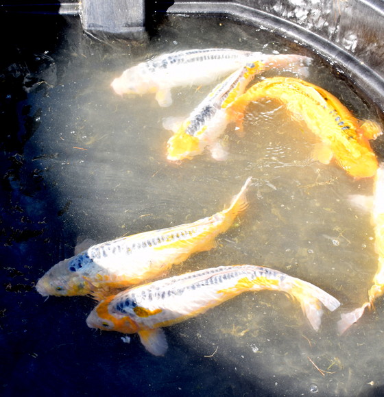 Above, we have gathered up the Oyagoi for their return to the Big Pond -- with thanks to them for an amazing spawn! They are ready for winter's torpor,  but still showing spunk and vigor, they came up to feed back in the Big Pond. They were so happy to be home!