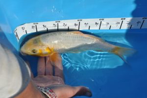 This ki asagi below won 2nd place in size 2 (8 - 12" ) category asagi/shusui. It is one of the F1 siblings and valuable for crossing with doitsu koi.