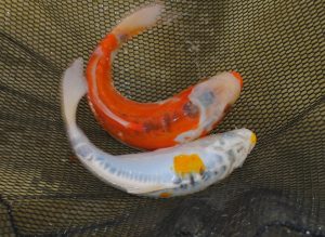 774_DSC_0966aa