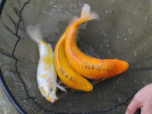 774_DSC_0996aa