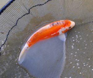774_DSC_1007aa