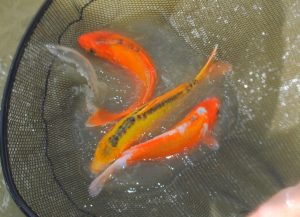 774_DSC_1049aa