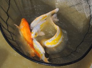 774_DSC_1142aa