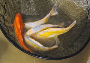 774_DSC_1143aa