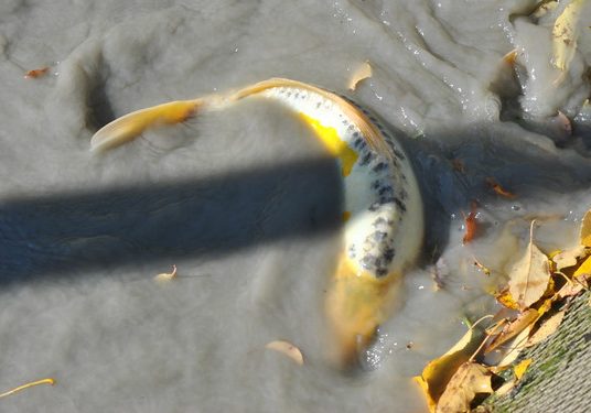 560_DSC_0016